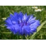 Kék búzavirág