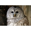Owl დიდი თვალები