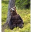 ब्राउन भालू