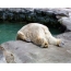 Unavený ľadový medveď