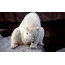 Polar bear a cikin dusar ƙanƙara