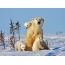 Kutup ayısı yavruları ile