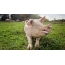 Schwein auf dem Rasen