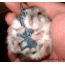 Hamster mei in gewear