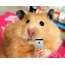 Hamster with iphone