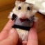 Hamster i en tröja