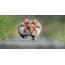 Running hamster