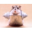 Hamster with a barbell