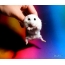 Muz hamster