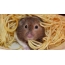 Hamster ma spaghetti