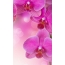 Lilac orchid