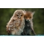 Owl ug Fox