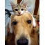 Kitten on a dog