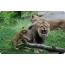 Lion ug tiger cub
