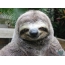 Cheerful sloth