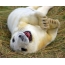 Cool fur seal