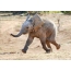 Funny baby elephant
