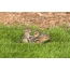 Wiewiórki na trawie