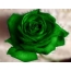 Zelena ruža