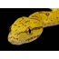 Žlutý had