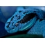 Plava zmija