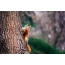 Egern på en træstamme