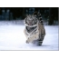 Wite tiger op 'e snie