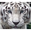 Plná obrazovka papule bieleho tigra