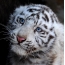 I-Tiger cub
