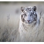 Biely tiger v tráve