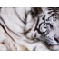Bildschirmschoner auf dem weißen Desktop-Tiger