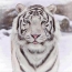 Fehér tigris a hó háttérben