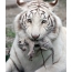 Tiger s tigrom mláďaťom v zuboch