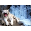 Wite tiger leit op in beam