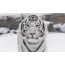 Bílé tygří mládě