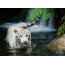 Tiger plavání v vodopádu