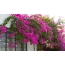 Lilac bougainvillea