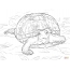 I-big turtle