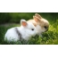 خرگوش در چمن