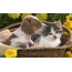 Puppy and kitten in una cestera