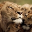 Família de leões