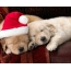 Puppies i roto i Santa Claus hat