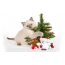 猫とクリスマスの写真