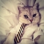 एक टाई में बिल्ली