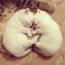 Nyashnye kittens