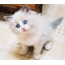 青い目の子猫