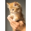 بچه گربه زنجبیل در دست