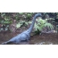 Brachiosaurus Figur