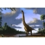 Brachiosaurus స్క్రీన్సేవర్ చిత్రం