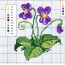 Scheme of violets